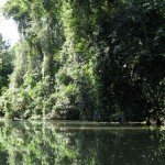 Tartarughe, uova e libertà. Parco Tortuguero. Costa Rica.