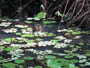 Coccodrilli al Parco Tortuguero Costa Rica