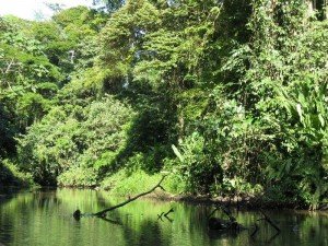 Parco Tortuguero