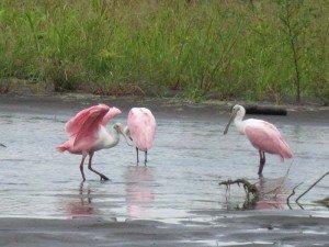 Spatole Rosate al Parco Tortuguero Costa Rica