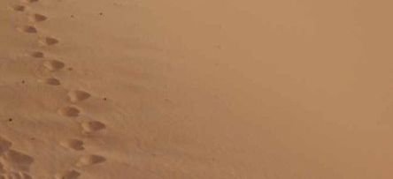 Scopri di più sull'articolo Attraverso il deserto