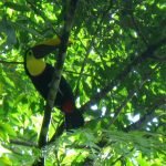 Animali on demand al parco Corcovado. Costa Rica.