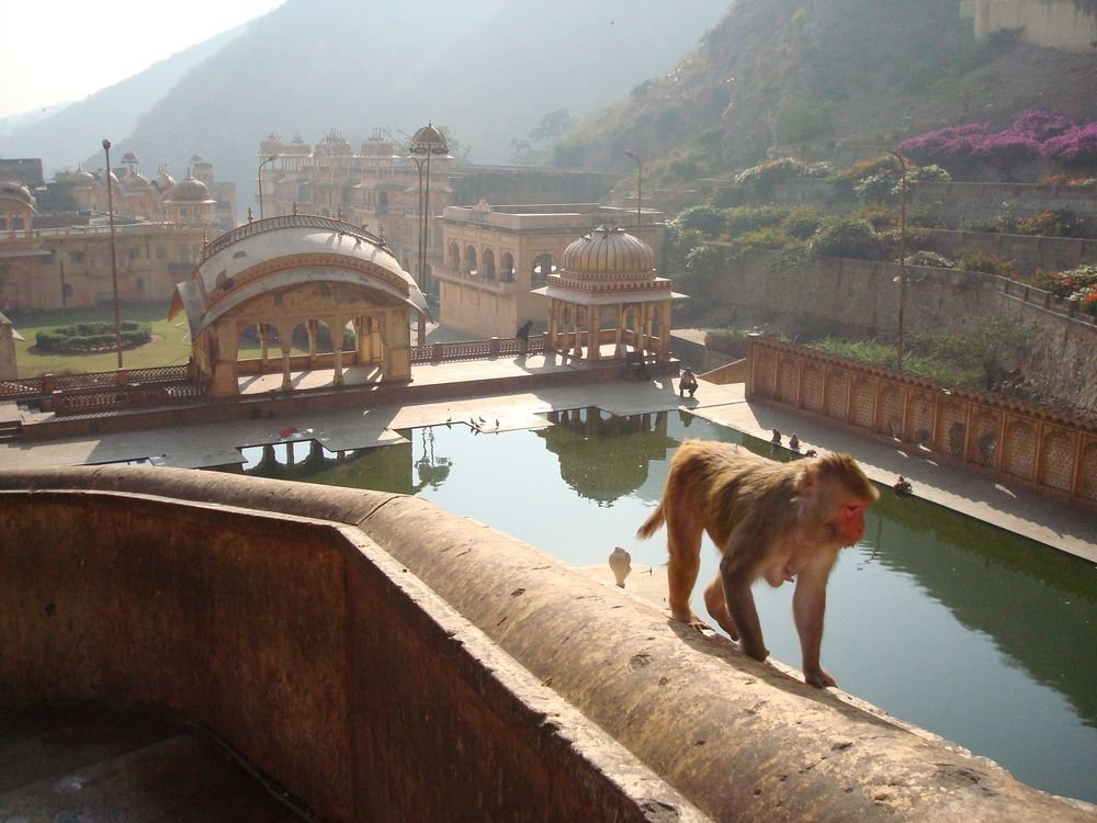Scopri di più sull'articolo L’atroce caso del coronavirus in India. Italiani, vi prego, smettete di viaggiare!